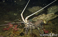 scuba diving photo