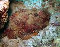 scuba diving photo