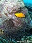 scuba diving photo