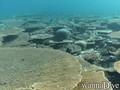 scuba diving photo
