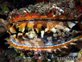 scuba diving photo