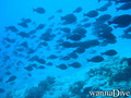 scuba diving photo