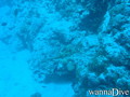 scuba diving photo