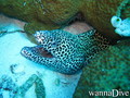 scuba diving photo