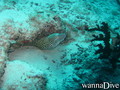 scuba diving photo