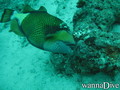 scuba diving photo