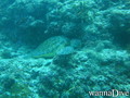 scuba diving photo