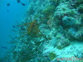 scuba diving photo