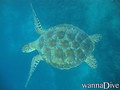 scuba diving photo