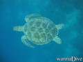 scuba diving photo