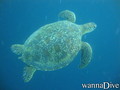 scuba diving photo