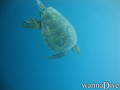 scuba diving photo