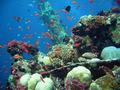 scuba diving photo