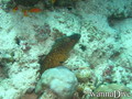 scuba diving photo