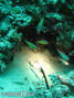 scuba diving photo