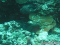 scuba diving photo