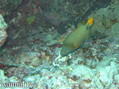 scuba diving photo