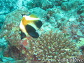 scuba diving photo