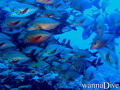 scuba diving photo