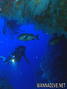 scuba diving photo