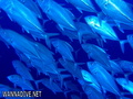 scuba diving photo