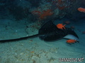 scuba diving photo