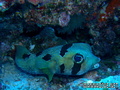 scuba diving photo