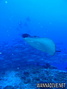 scuba diving photo