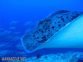 scuba diving photo