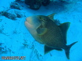scuba diving photo