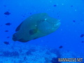 scuba diving photo