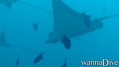 scuba diving photo