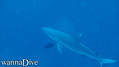 scuba diving photo