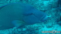 scuba diving photo