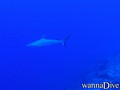 scuba diving photo