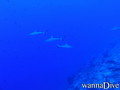 scuba diving photo