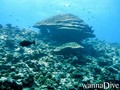 scuba diving photo