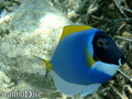 scuba diving photo