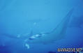 scuba diving photo