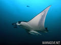 scuba diving photo
