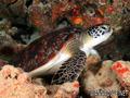 scuba diving photo