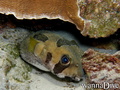 scuba diving photo