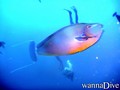 scuba diving photo