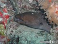 scuba diving photo