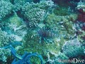 scuba diving photo