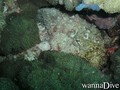 scuba diving photo