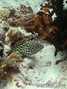 scuba diving photo