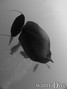 scuba diving photo