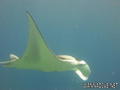 scuba diving photo