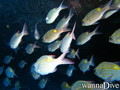 scuba diving photo